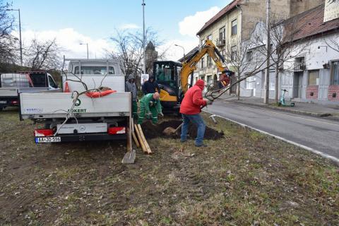 Faültetés a IV. kerületi Árpád úton