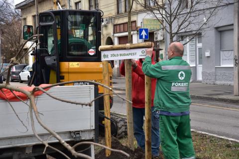 Faültetés a IV. kerületi Árpád úton