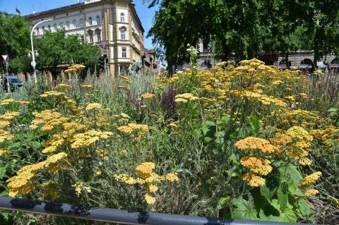 Cickafarkak (Achillea) a Kiscsibész téren
